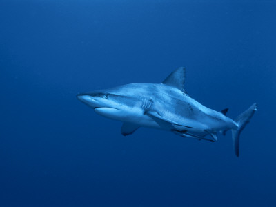 Grey Reef Shark, Coral Sea, Queensland, Australia by Jurgen Freund Pricing Limited Edition Print image
