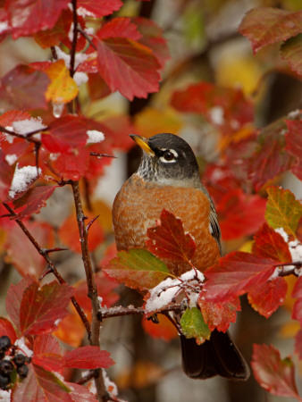 American Robin, Male In Black Hawthorn, Grand Teton National Park, Wyoming, Usa by Rolf Nussbaumer Pricing Limited Edition Print image