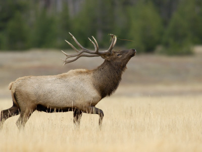 Elk, Bull Bugling In Rut, Yellowstone National Park, Wyoming, Usa by Rolf Nussbaumer Pricing Limited Edition Print image