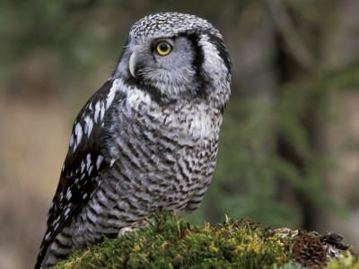Northern Hawk Owl, Alaska, Us by Lynn M. Stone Pricing Limited Edition Print image