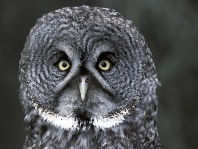 Great Grey Owl Portrait, Alaska, Usa by Lynn M. Stone Pricing Limited Edition Print image
