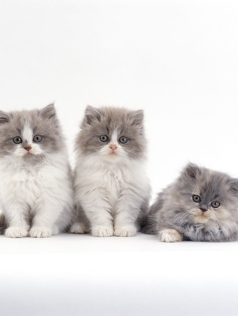 Domestic Cat, 9-Week, Persian-Cross, Lilac Bicolour And Blue Cream Kittens by Jane Burton Pricing Limited Edition Print image