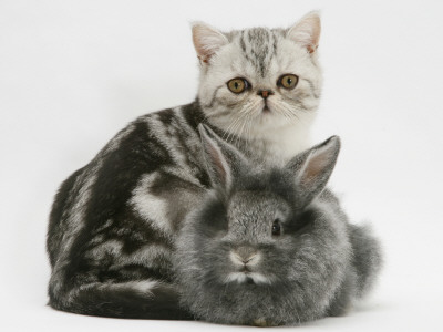 Blue-Silver Exotic Shorthair Kitten With Baby Silver Lionhead Rabbit by Jane Burton Pricing Limited Edition Print image