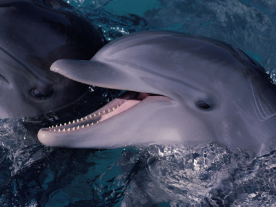 Bottlenose Dolphin (Tursiops Truncatus) Red Sea, Egypt by Jeff Rotman Pricing Limited Edition Print image