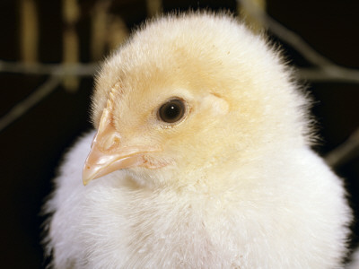Portrait Of A Chick, 3-Week-Old by Jane Burton Pricing Limited Edition Print image