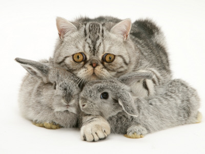 Silver Exotic Cat Cuddling Up With Two Baby Silver Rabbits by Jane Burton Pricing Limited Edition Print image