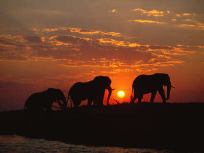 African Elephant Bulls Silhouetted At Sunset, Chobe National Park, Botswana by Richard Du Toit Pricing Limited Edition Print image