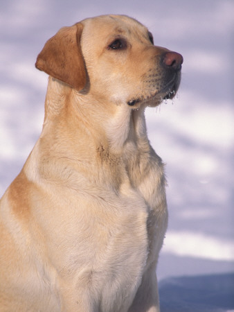 Labrador Retriever Portrait In Snow by Adriano Bacchella Pricing Limited Edition Print image