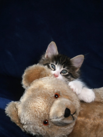 Norwegian Forest Kitten With Teddy Bear by Petra Wegner Pricing Limited Edition Print image