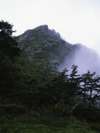Green Trees With Steep Rock, Chile by Michael Brown Pricing Limited Edition Print image
