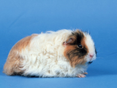 Texel Guinea Pig by Petra Wegner Pricing Limited Edition Print image