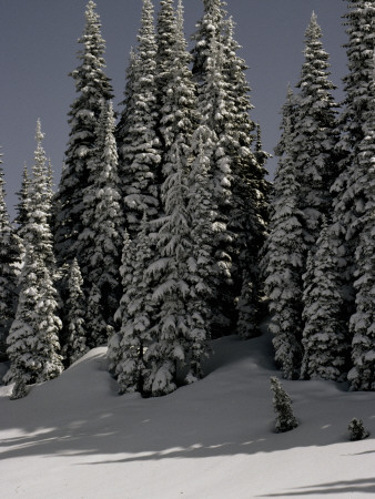 Snowy Trees In Washington, Usa by Michael Brown Pricing Limited Edition Print image