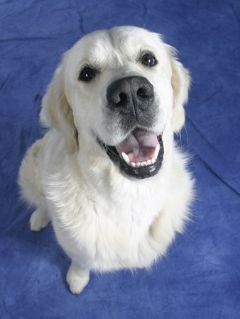 Looking Down On Golden Retriever Dog by Petra Wegner Pricing Limited Edition Print image