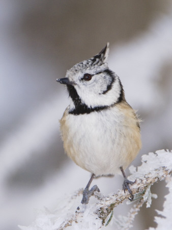 Crested Tit Adult On Frozen Branch In Winter, Minus 15 Celsius, Switzerland by Rolf Nussbaumer Pricing Limited Edition Print image