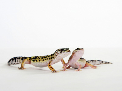 Pair Of Leopard Geckos by Petra Wegner Pricing Limited Edition Print image