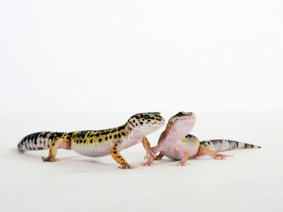Pair Of Leopard Geckos by Petra Wegner Pricing Limited Edition Print image
