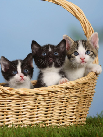 Domestic Cat, Three Kittens In A Basket by Petra Wegner Pricing Limited Edition Print image