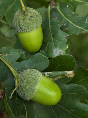 Two Acorns On English Oak Tree, Belgium by Philippe Clement Pricing Limited Edition Print image