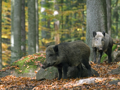 Captive Wild Boars In Autumn Beech Forest, Germany by Philippe Clement Pricing Limited Edition Print image