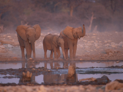 African Elephants At Water Hole, Etosha Np, Namibia by Tony Heald Pricing Limited Edition Print image