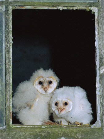 Barn Owl Chicks In Window Cornwall, Uk by Ross Hoddinott Pricing Limited Edition Print image