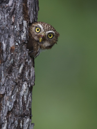 Ferruginous Pygmy Owl Adult Peering Out Of Nest Hole, Rio Grande Valley, Texas, Usa by Rolf Nussbaumer Pricing Limited Edition Print image