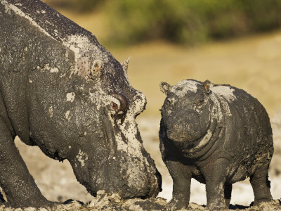 Hippopotamus Mud Covered Mother And Baby, Chobe National Park, Botswana by Tony Heald Pricing Limited Edition Print image
