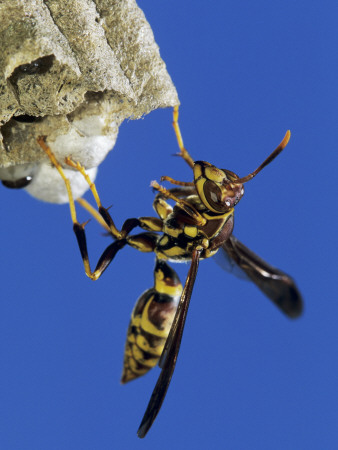Paper Wasp Adult On Nest, Texas, Usa, May by Rolf Nussbaumer Pricing Limited Edition Print image