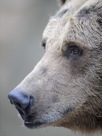 Portrait Of European Brown Bear by Eric Baccega Pricing Limited Edition Print image