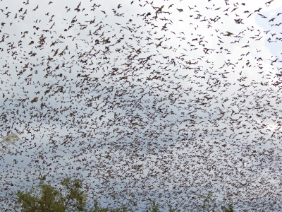 Cloud Of Straw-Coloured Fruit Bats Flying Over Daytime Roost, Kasanka National Park, Zambia, Africa by Mark Carwardine Pricing Limited Edition Print image