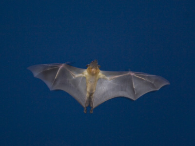 Straw-Coloured Fruit Bat Flying At Night, Kasanka National Park, Zambia, Africa by Mark Carwardine Pricing Limited Edition Print image