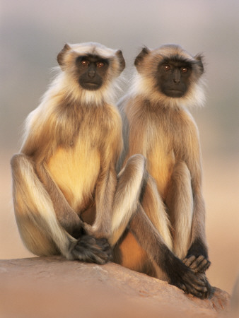 Hanuman Langur Two Adolescents Sitting, Thar Desert, Rajasthan, India by Jean-Pierre Zwaenepoel Pricing Limited Edition Print image