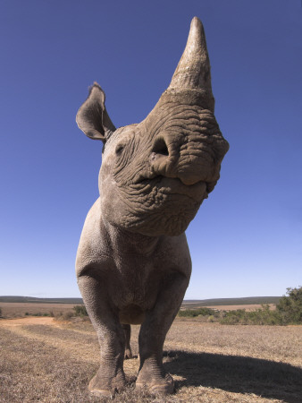 Desert Black Rhinoceros, Addo Elephant National Park, Eastern Cape, South Africa by Mark Carwardine Pricing Limited Edition Print image