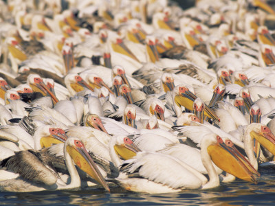 Eastern White Pelicans Communal Fishing, Keoladeo Ghana Np, Bharatpur, Rajasthan, India by Jean-Pierre Zwaenepoel Pricing Limited Edition Print image