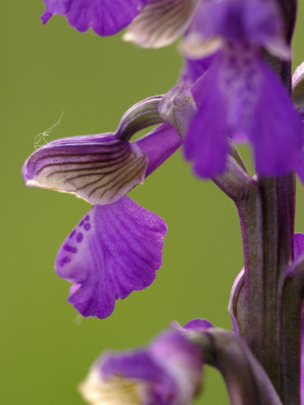 Green-Winged Orchid, Barrington Hill Somerset, Uk by Ross Hoddinott Pricing Limited Edition Print image
