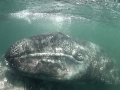 Grey Whale Calf With Mother, San Ignacio Lagoon, Baja California, Mexico by Mark Carwardine Pricing Limited Edition Print image