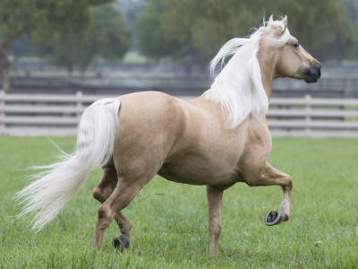 Palomino Andalusian Stallion Trotting In Paddock, Ojai, California, Usa by Carol Walker Pricing Limited Edition Print image