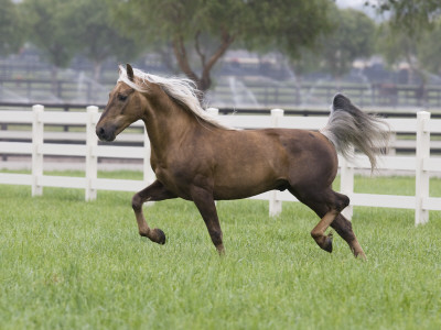 Palomino Morgan Stallion Trotting In Paddock, Ojai, California, Usa by Carol Walker Pricing Limited Edition Print image