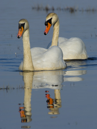 Two Mute Swans, Hornborgasjon Lake, Sweden by Inaki Relanzon Pricing Limited Edition Print image