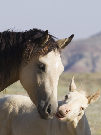 Wild Horse Mustang, Cremello Colt Nibbling At Yearling Filly, Mccullough Peaks, Wyoming, Usa by Carol Walker Pricing Limited Edition Print image