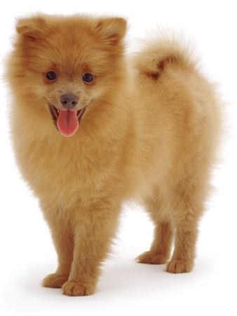 Pomeranian Puppy, 10 Weeks Old by Jane Burton Pricing Limited Edition Print image