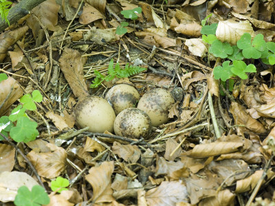 Woodcock Nest With Four Eggs, Co. Durham, Uk by Andy Sands Pricing Limited Edition Print image