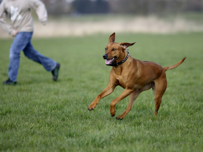 Rhodesian Ridgeback Running In A Field by Petra Wegner Pricing Limited Edition Print image