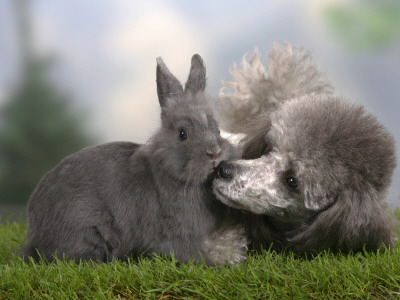 Silver Miniature Poodle Sniffing A Blue Dwarf Rabbit by Petra Wegner Pricing Limited Edition Print image