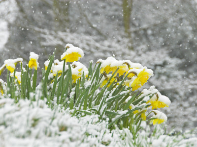 Daffodils Covered In Snow, Norfolk, Uk by Gary Smith Pricing Limited Edition Print image