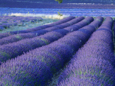 Field Of Lavander Flowers Ready For Harvest, Sault, Provence, France, June 2004 by Inaki Relanzon Pricing Limited Edition Print image