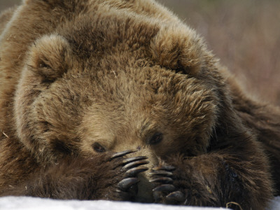 Brown Bear Resting In The Spring Sunshine, Kronotsky Zapovednik, Kamchatka, Far East Russia by Igor Shpilenok Pricing Limited Edition Print image