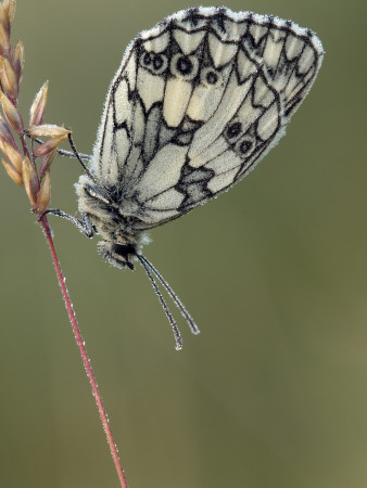 Marbled White Butterfly Covered In Dew At Dawn, Hertfordshire, England, Uk by Andy Sands Pricing Limited Edition Print image