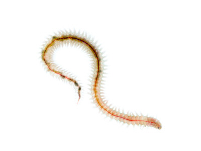 Ragworm Scotland, Uk by Niall Benvie Pricing Limited Edition Print image