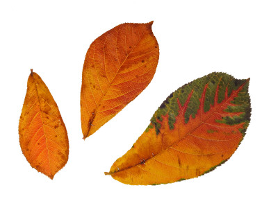 Oriental Photinia Leaves In Autumn Colours, Native To China, Japan And The Himalayas by Philippe Clement Pricing Limited Edition Print image